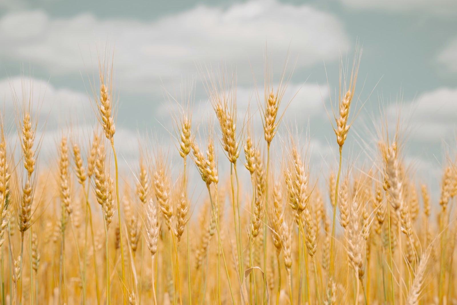 Wheat against the sky